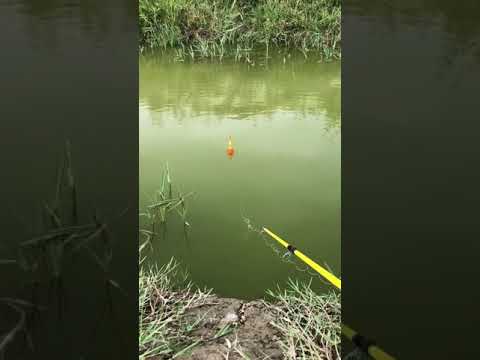 شاهد صيد السمتي في البزل ميسان