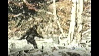 Bigfoot: Was The Patterson Film a Hoax