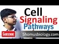 Cell signaling pathway