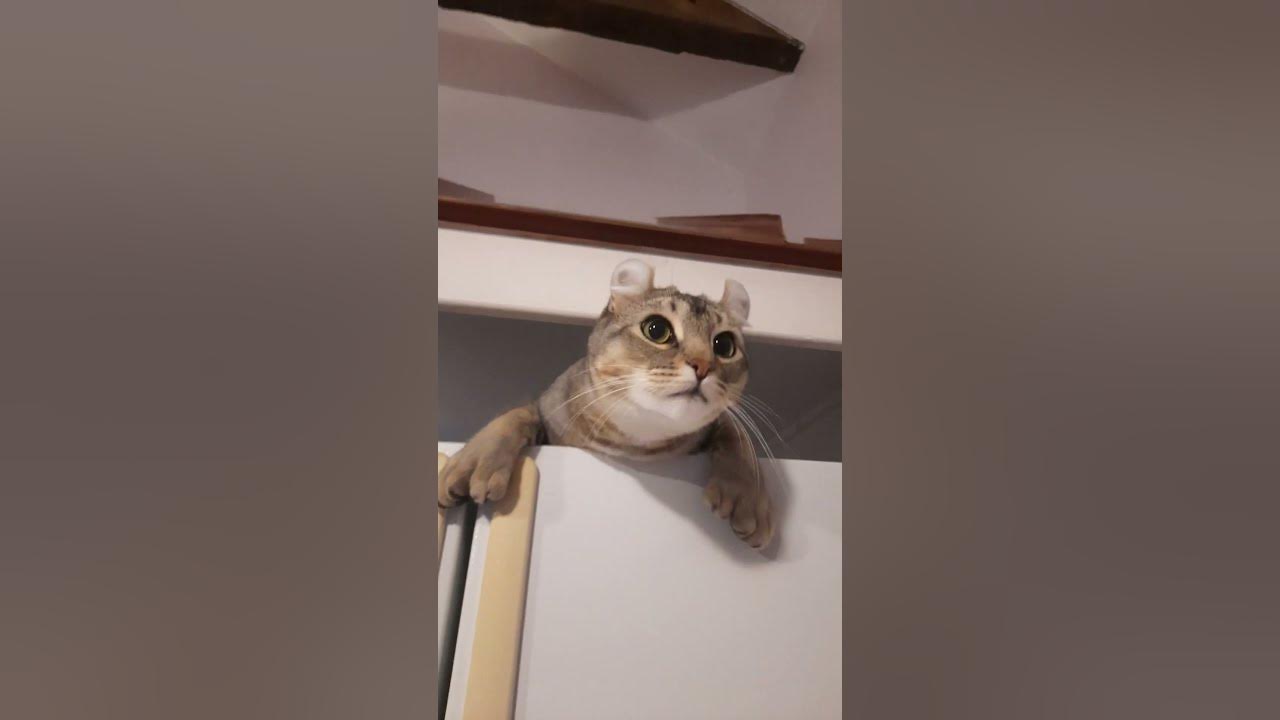 F1 Jungle Cat hybrid Jungle Curl and Highlander lynx YouTube