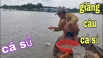 Giăng Câu Cá Sủ Sông Tiền , Những Con Cá Sủ Vàng Óng Ánh Quá Đã # SĂN BẮT ĐỒNG THÁP #