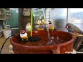 PÁJAROS PRECIOSOS bañándose en FUENTE🐥 Día de baño en nuestro aviario