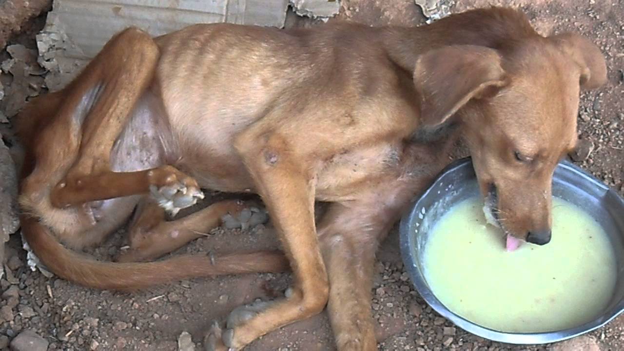 CANINA CON SECUELAS VIRUS MOQUILLO - YouTube