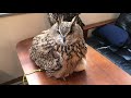 とるちゃん 近づくと怒る理由は とるちゃん 近づくと怒る理由は