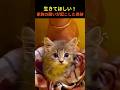【奇跡の物語】生後5週の子猫を救え！家族の願いが叶った、命の再生記録。