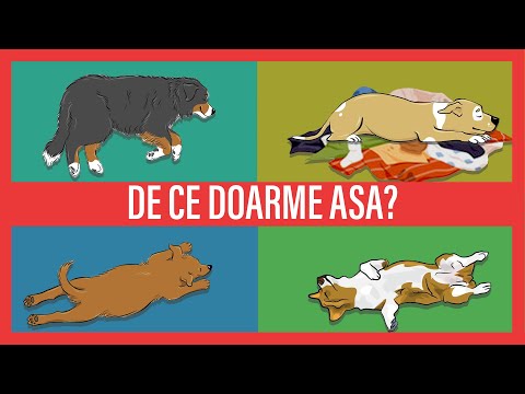 Video: Efectele secundare ale Dasuquin pentru câini