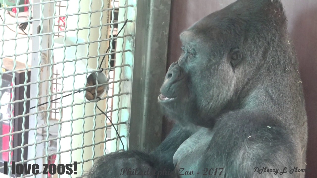 Philadelphia Zoo Gorilla Motuba Sitting at Treat-Training Station - YouTube