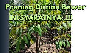 Pruning Durian Bawor | Pruning Awal #pruningdurian #pruning #durianbawor #durian