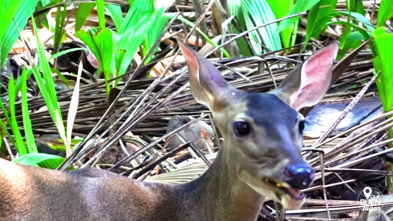 Costa Rica Refugio de vida Silvestre Curú Puntarenas ¡Qué buen lugar