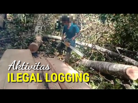 Ilegal Logging Ancam Hutan SAD, Ini Permintaan Temenggung Ngadap