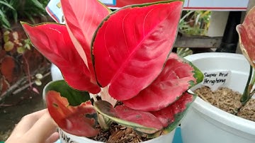 AGLAONEMA SUKSOM JAIPONG AND SUPER RED HENGHENG // it