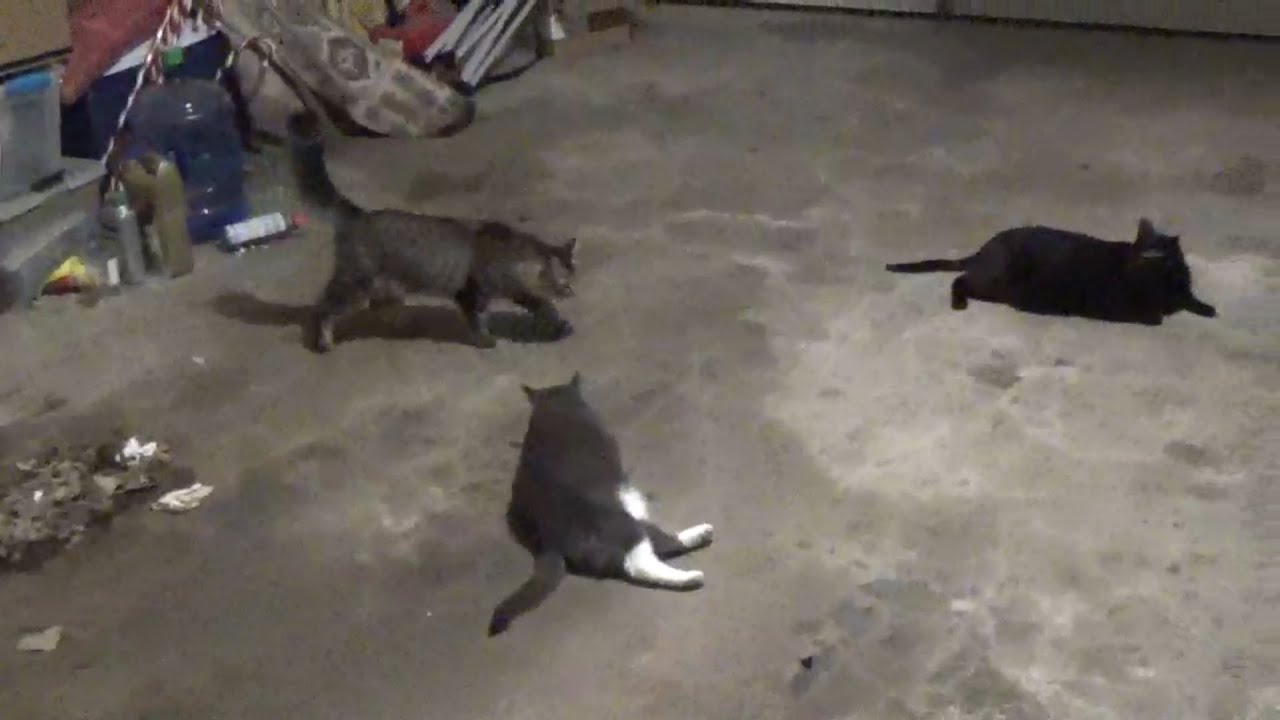 All of the cats in the Garage in a nutshell.