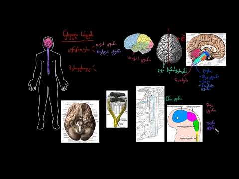ვიდეო: რა ფუნქციებს ასრულებს ნერვული სისტემა?