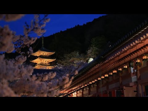 奈良 壷阪寺　夜桜　ライトアップ2019・4・5ぶらぶら！
