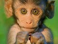 Смешные обезьяны | Лучшая подборка видео приколов с обезьянками #3