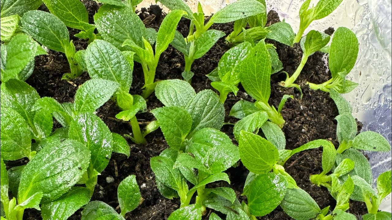 Радигрин и древесное черенкование. И немного о черенковании почкой! 12.02.25