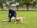Constables Complete Specialist Dog Training Constables Complete Specialist Dog Training