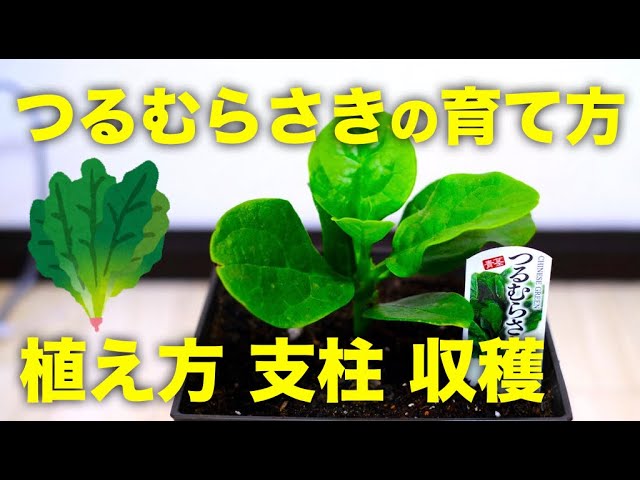 家庭菜園 つるむらさきの育て方と支柱立て 収穫方法 プランター家庭菜園 Youtube