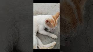 😻🫣😜👌👍মনি ঘুমোচ্ছে#cat#viral#new#n#funny#shortsfeed