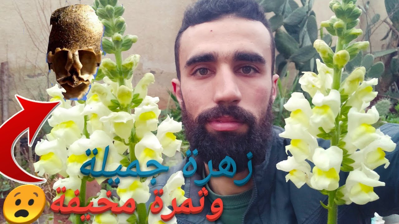 زراعة نبات فم السمكة في المنزل