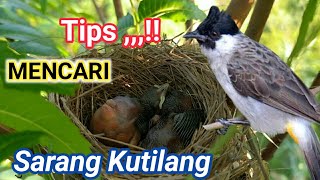 cara mencari sarang kutilang ( auto dpt dua sarang sekaligus )