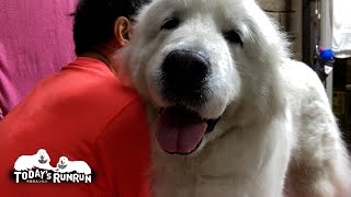 掃除の後だったので足を洗ってから部屋に入ったルンルンとアランです　Great Pyrenees　グレートピレニーズ