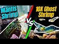 Mantis shrimp vs 10 shrimps intense battle