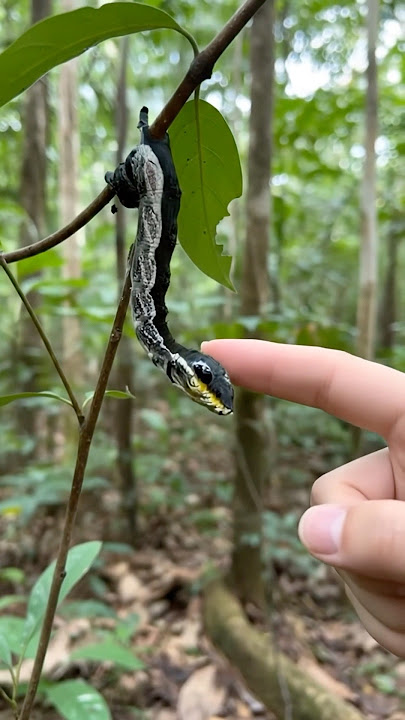 This Snake Is Not What You Think—Unbelievable Caterpillar Transformation!