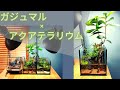 【100均ガジュマルの育て方】：ガジュマルはアクアテラリウムに最適！おしゃれにベタやメダカを飼う