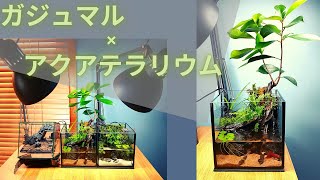 【100均ガジュマルの育て方】：ガジュマルはアクアテラリウムに最適！おしゃれにベタやメダカを飼う