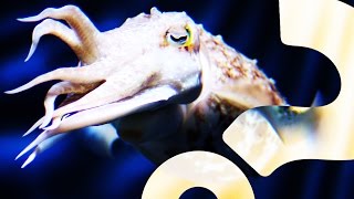 Cuttlefish Can Count to Five | HowStuffWorks NOW