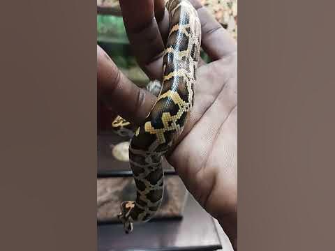 Burmese python handling tips and tricks with nibbles. - YouTube