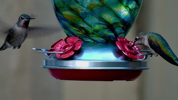 Reolink Captures: Hummingbirds feeding