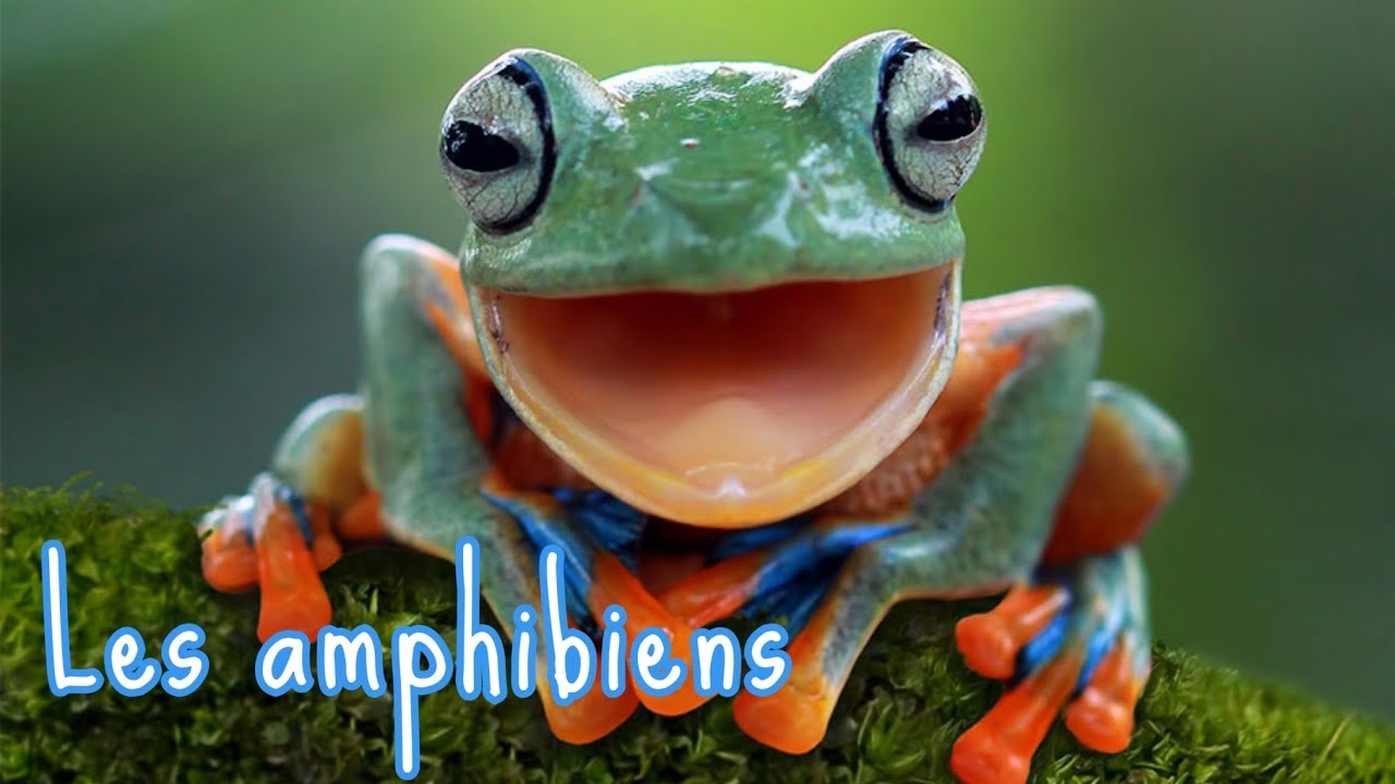 Les amphibiens - YouTube