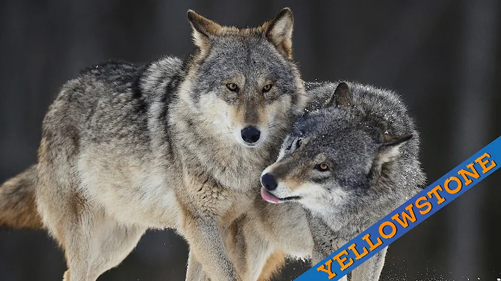 How Wolves Change Rivers: Yellowstone National Park