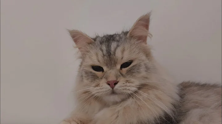 Video 9553101: siberian cat, cat purr, cat purring loudly, cat cutecat, purring enjoying