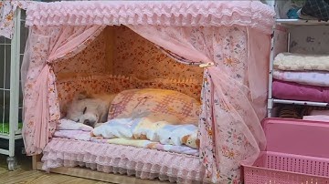 A #dog that is deeply loved!