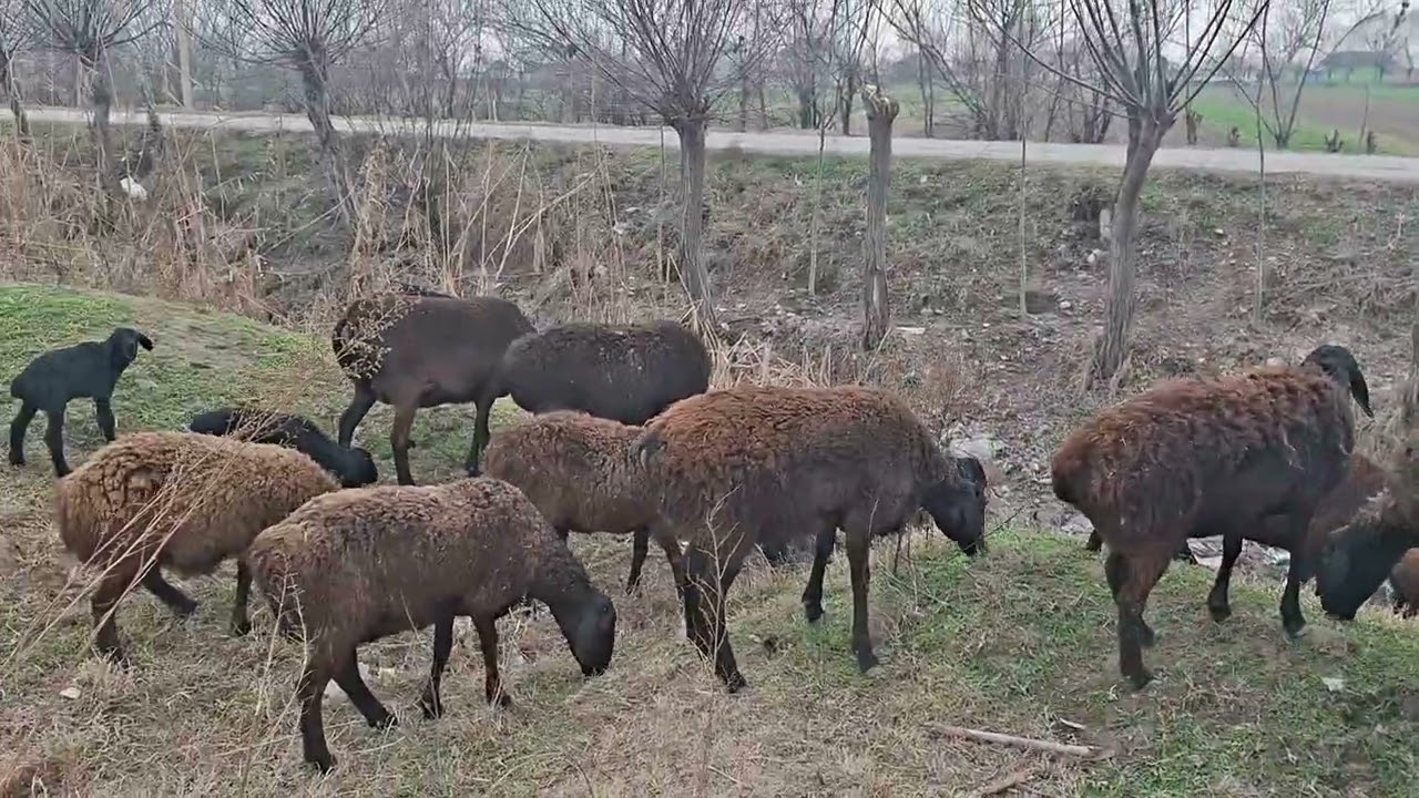 Солукои фуруши барадор ва бугуз +992110901919