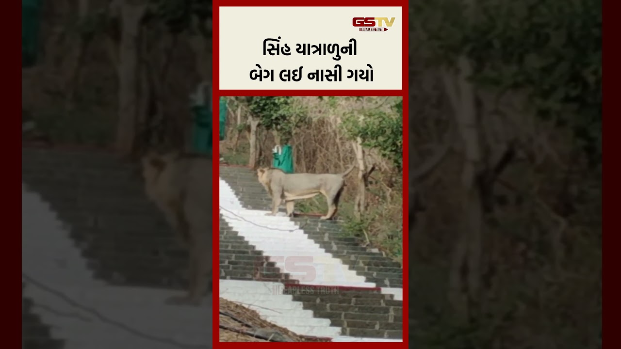 સિંહ યાત્રાળુની બેગ લઈ નાસી ગયો