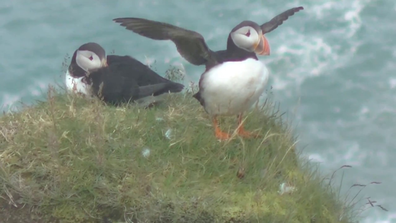ツノメドリ Puffins Iceland アイスランド Dyrholaey パフィン Youtube
