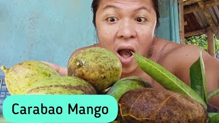 Harvest Time | Hinog sa Puno | Carabao Mango at Indian Mango
