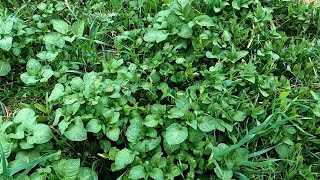 15.6.21 - Les Patates De 2020, Ça Pousse