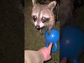Raccoons And Kettlebells: BE CAREFUL!