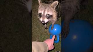Raccoons And Kettlebells: BE CAREFUL!