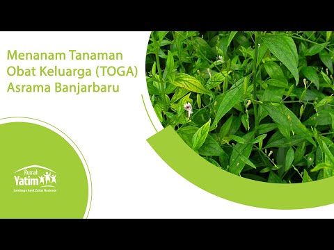 Video: Calamus Biasa, Atau Rawa - Tanaman Obat