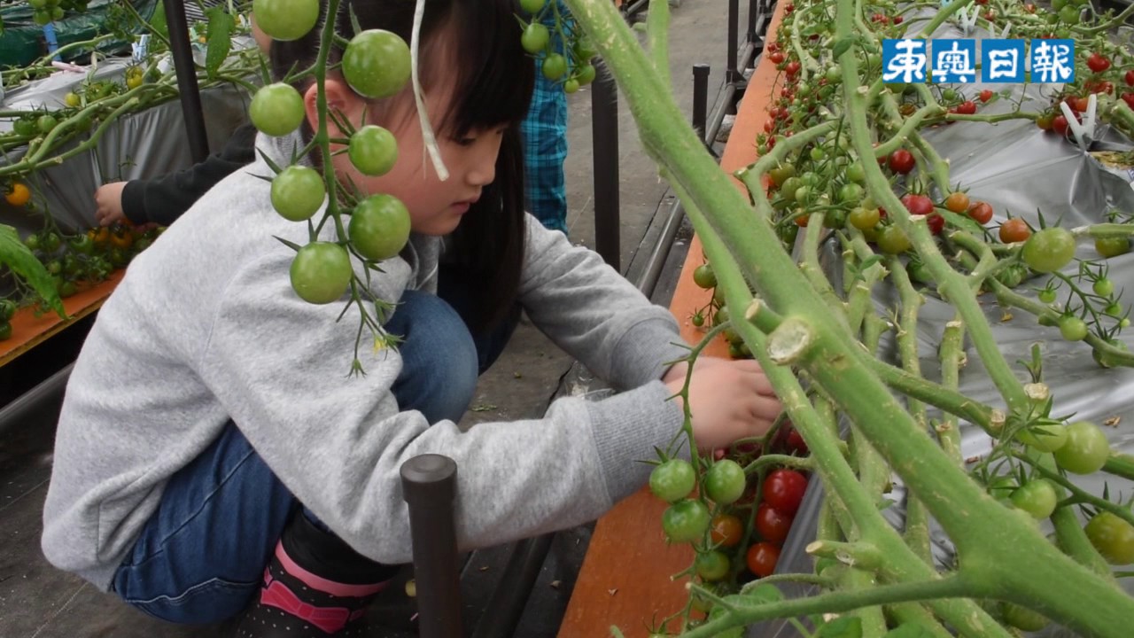 園児がミニトマト収穫 Youtube