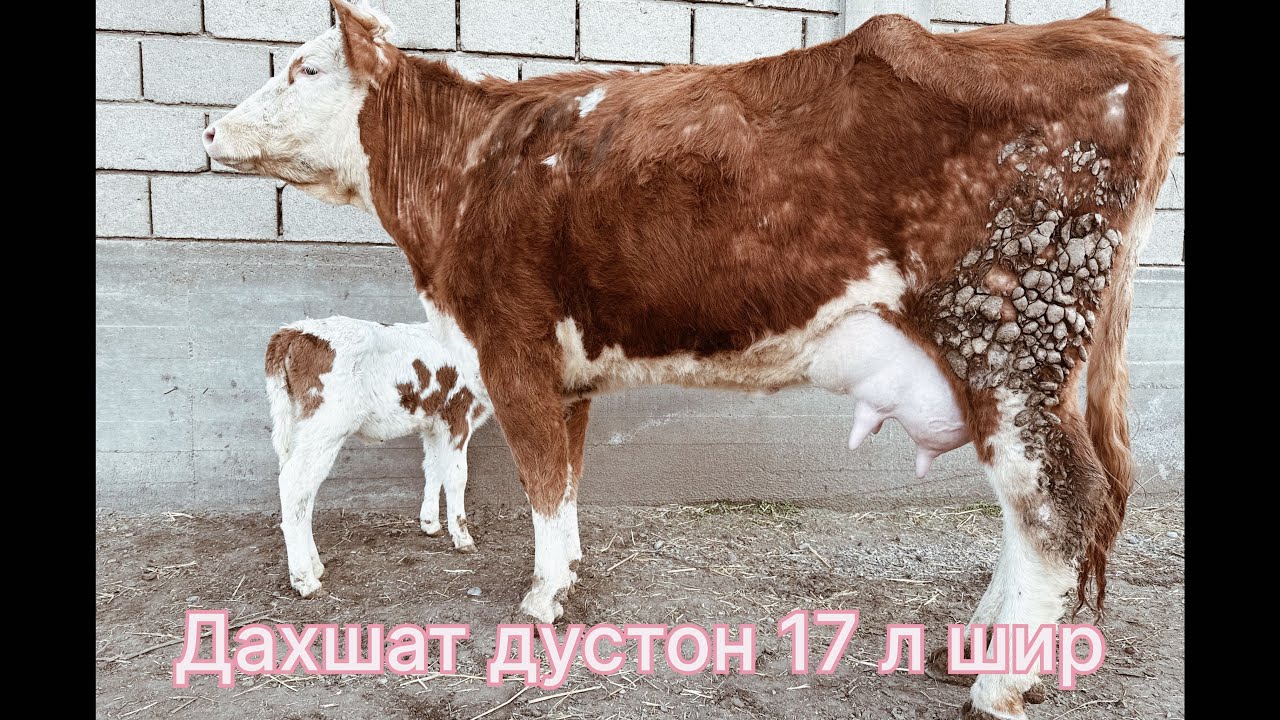 4 сар молхои ЭЛИТА аз фермаи Салим Бобо аксия бо нархи арзон дер намонен