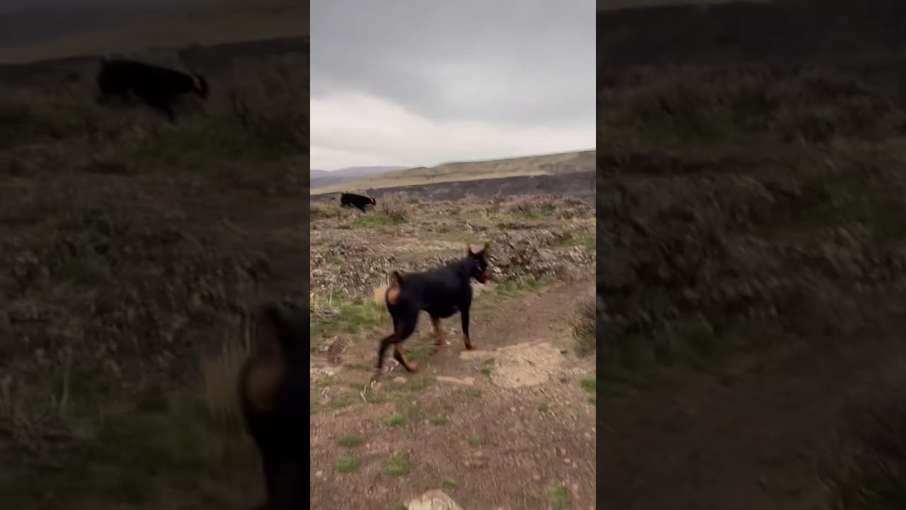 A quick sprint thru Washington and stopped at our cool spot on the Columbia river gorge