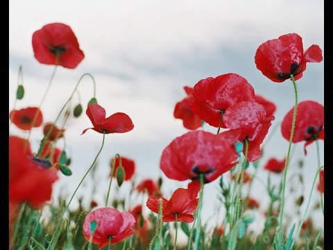 HKT指原莉乃「ひなげしの花（アグネスチャン）」Poppies Flowers