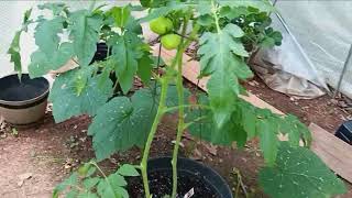 the ULTIMATE GREENHOUSE TOUR june 2024